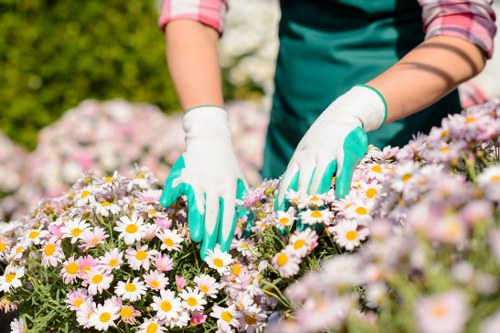 Professional gardener demonstrating safe hedge trimming techniques